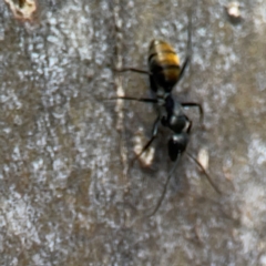 Camponotus aeneopilosus at QPRC LGA - 15 Apr 2024 12:59 PM