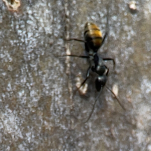 Camponotus aeneopilosus at QPRC LGA - 15 Apr 2024