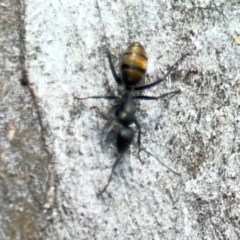 Camponotus aeneopilosus at QPRC LGA - 15 Apr 2024