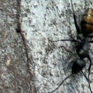 Camponotus aeneopilosus at QPRC LGA - 15 Apr 2024