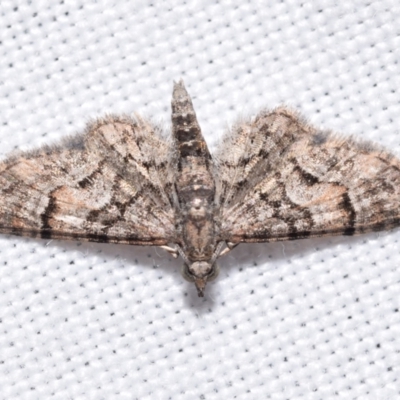 Chloroclystis metallospora (Geometer moth) at suppressed - 14 Apr 2024 by DianneClarke