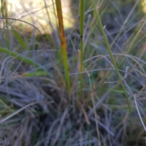 Dichelachne sp. at Mt Holland - 15 Apr 2024 11:46 AM