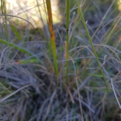 Dichelachne (genus) (Plume Grasses) at Mt Holland - 15 Apr 2024 by danswell