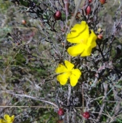 Hibbertia obtusifolia at Mt Holland - 15 Apr 2024