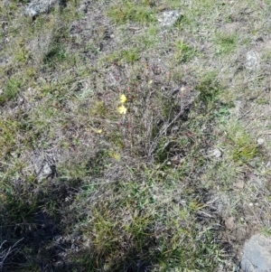 Hibbertia obtusifolia at Mt Holland - 15 Apr 2024