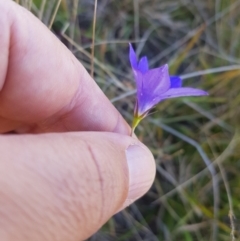 Wahlenbergia stricta subsp. stricta (Tall Bluebell) at Tinderry, NSW - 15 Apr 2024 by danswell