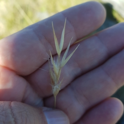 Rytidosperma sp. (Wallaby Grass) at Mt Holland - 15 Apr 2024 by danswell