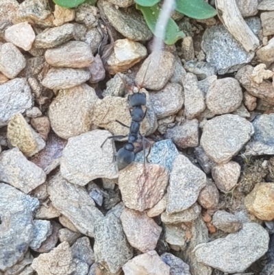 Myrmecia sp., pilosula-group (Jack jumper) at Tinderry, NSW - 14 Apr 2024 by danswell