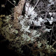 Pseudocheirus peregrinus (Common Ringtail Possum) at Mt Holland - 11 Apr 2024 by danswell