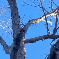 Callocephalon fimbriatum (Gang-gang Cockatoo) at Aranda, ACT - 12 Apr 2024 by Jubeyjubes