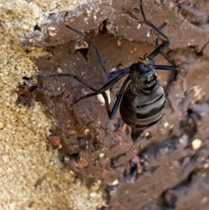 Boreoides subulatus at Aranda, ACT - 15 Apr 2024 11:00 AM