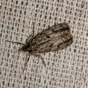 Scoparia philonephes at suppressed - suppressed