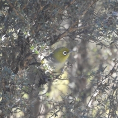 Zosterops lateralis (Silvereye) at Tinderry, NSW - 14 Apr 2024 by danswell