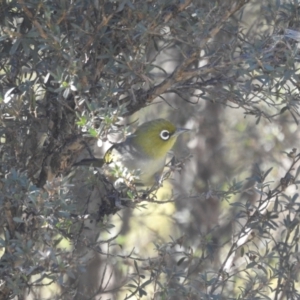 Zosterops lateralis at Mt Holland - 15 Apr 2024