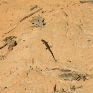 Lampropholis guichenoti at Mt Holland - 15 Apr 2024 09:03 AM