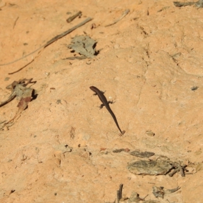 Lampropholis guichenoti (Common Garden Skink) at Tinderry, NSW - 14 Apr 2024 by danswell