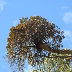 Amyema (genus) (Mistletoe) at Mt Holland - 15 Apr 2024 by danswell