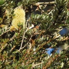 Acanthorhynchus tenuirostris (Eastern Spinebill) at Tinderry, NSW - 14 Apr 2024 by danswell