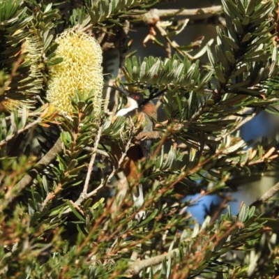 Acanthorhynchus tenuirostris (Eastern Spinebill) at Mt Holland - 14 Apr 2024 by danswell