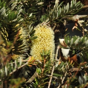 Acanthorhynchus tenuirostris at Mt Holland - 15 Apr 2024