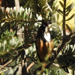 Acanthorhynchus tenuirostris at Mt Holland - 15 Apr 2024