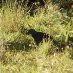 Turnix varius (Painted Buttonquail) at Tinderry, NSW - 14 Apr 2024 by danswell