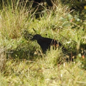 Turnix varius at Mt Holland - 15 Apr 2024