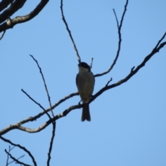 Melithreptus lunatus (White-naped Honeyeater) at Tinderry, NSW - 14 Apr 2024 by danswell