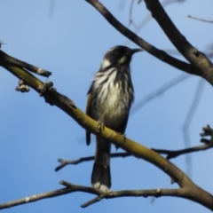 Phylidonyris novaehollandiae (New Holland Honeyeater) at Mt Holland - 15 Apr 2024 by danswell