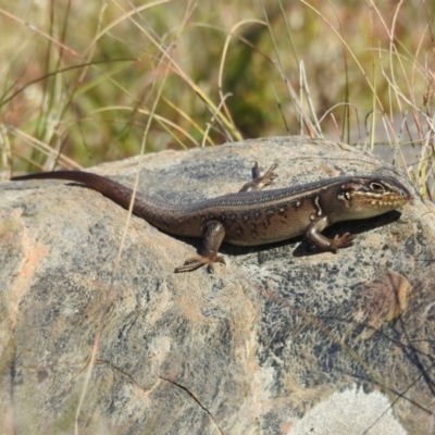 Liopholis whitii (White's Skink) at Tinderry, NSW - 15 Apr 2024 by danswell