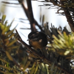 Sericornis frontalis (White-browed Scrubwren) at Mt Holland - 15 Apr 2024 by danswell