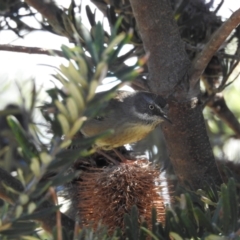 Sericornis frontalis at Mt Holland - 15 Apr 2024