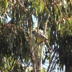 Anthochaera carunculata (Red Wattlebird) at Tinderry, NSW - 15 Apr 2024 by danswell