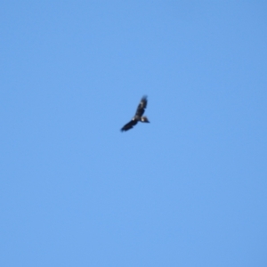 Aquila audax at Mt Holland - 15 Apr 2024 01:41 PM