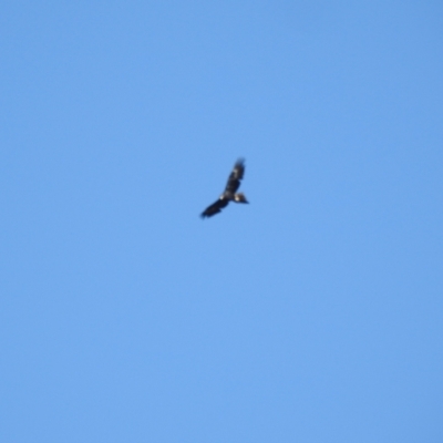 Aquila audax (Wedge-tailed Eagle) at Mt Holland - 15 Apr 2024 by danswell