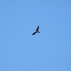 Aquila audax (Wedge-tailed Eagle) at Tinderry, NSW - 15 Apr 2024 by danswell