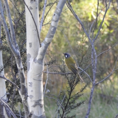 Nesoptilotis leucotis (White-eared Honeyeater) at Mt Holland - 15 Apr 2024 by danswell