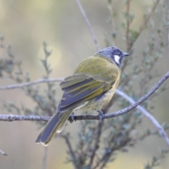 Nesoptilotis leucotis at Mt Holland - 15 Apr 2024