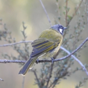 Nesoptilotis leucotis at Mt Holland - 15 Apr 2024 02:49 PM