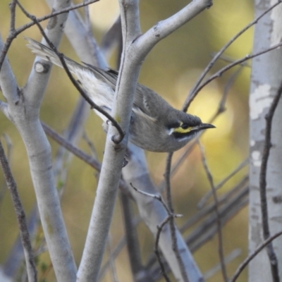 Caligavis chrysops (Yellow-faced Honeyeater) at Tinderry, NSW - 15 Apr 2024 by danswell