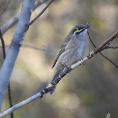 Caligavis chrysops at Mt Holland - 15 Apr 2024 02:50 PM