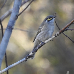 Caligavis chrysops at Mt Holland - 15 Apr 2024