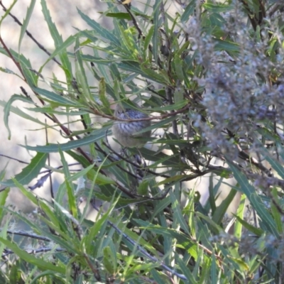 Acanthiza pusilla (Brown Thornbill) at Mt Holland - 15 Apr 2024 by danswell