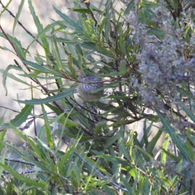 Acanthiza pusilla (Brown Thornbill) at Tinderry, NSW - 15 Apr 2024 by danswell