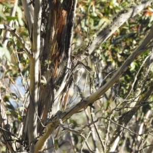 Cormobates leucophaea at Mt Holland - 15 Apr 2024