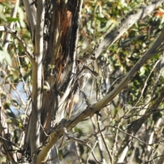 Cormobates leucophaea (White-throated Treecreeper) at Tinderry, NSW - 15 Apr 2024 by danswell