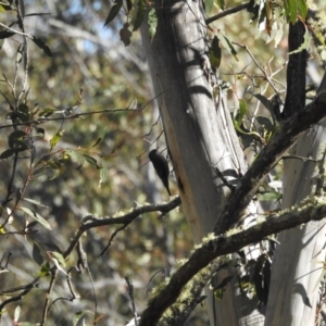 Cormobates leucophaea at Mt Holland - 15 Apr 2024