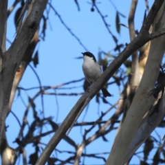 Melithreptus lunatus (White-naped Honeyeater) at Tinderry, NSW - 15 Apr 2024 by danswell