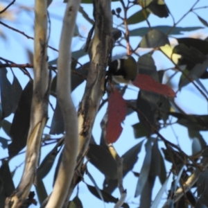 Melithreptus lunatus at Mt Holland - 15 Apr 2024