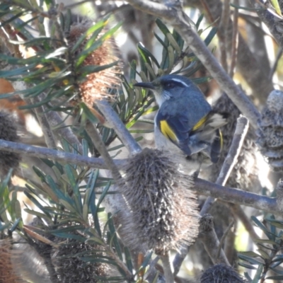 Phylidonyris pyrrhopterus (Crescent Honeyeater) at Tinderry, NSW - 15 Apr 2024 by danswell